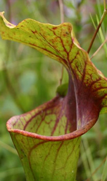Sarracenia ‘Craig Rudman’