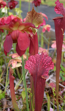 Sarracenia "Vermillion"