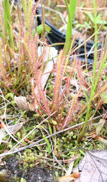 Drosera x hybrida – D. intermedia x D. filiformis