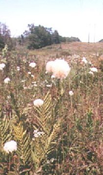 Eriophorum virginicum (Cotton Grass)