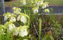 Sarracenia "White Knight" Flowers