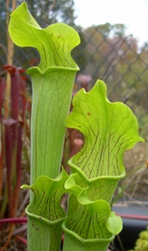 Sarracenia alabamensis ssp. alabamensis