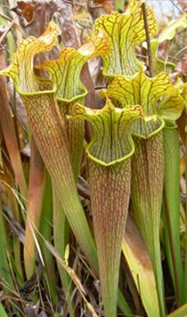 Sarracenia alabamesis ssp. wherryi