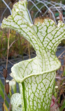 Sarracenia leucophylla green ANTHOCYANIN-FREE