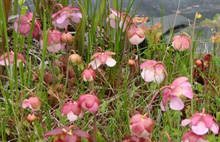 Sarracenia rosea - Flowers