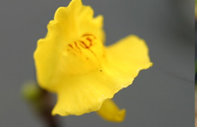 Utricularia vulgaris Flower