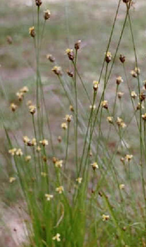 Xyris (Yellow-eyed grass)