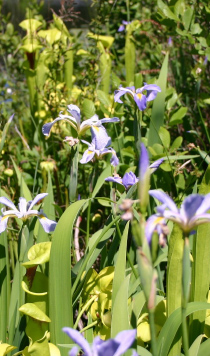 Iris virginiana (Blue Flag Iris)