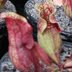 Meadowview Biological Research Station Pitcher Plants